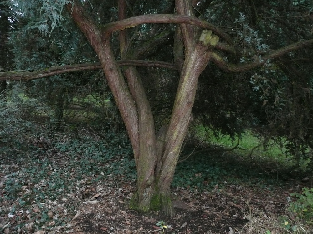 Trunks of Juniperus sp.