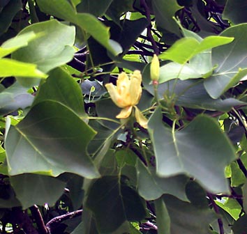 Liriodendron leaf