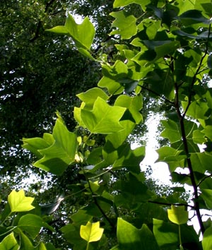 Liriodendron leaves