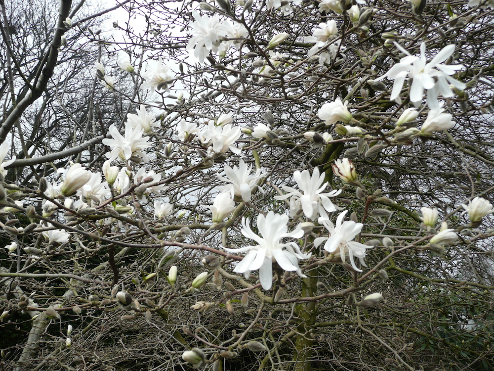 Magnolia stellata
