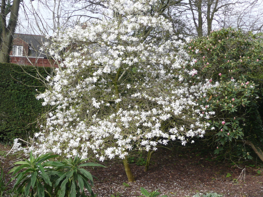 Magnolia stellata in Belfast Botanic Gardens
