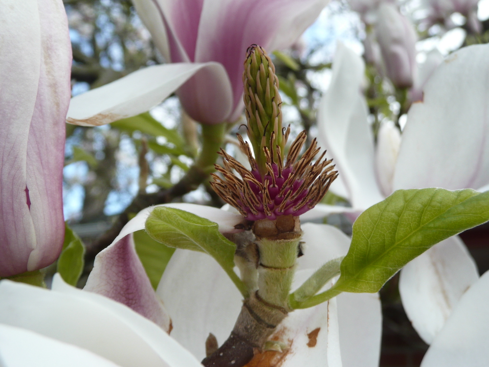 Magnolia soulangeana flower