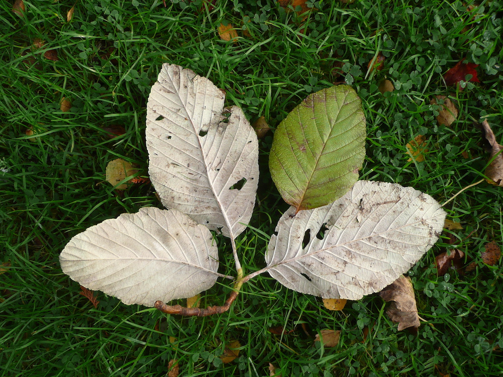 Macromeles leaf