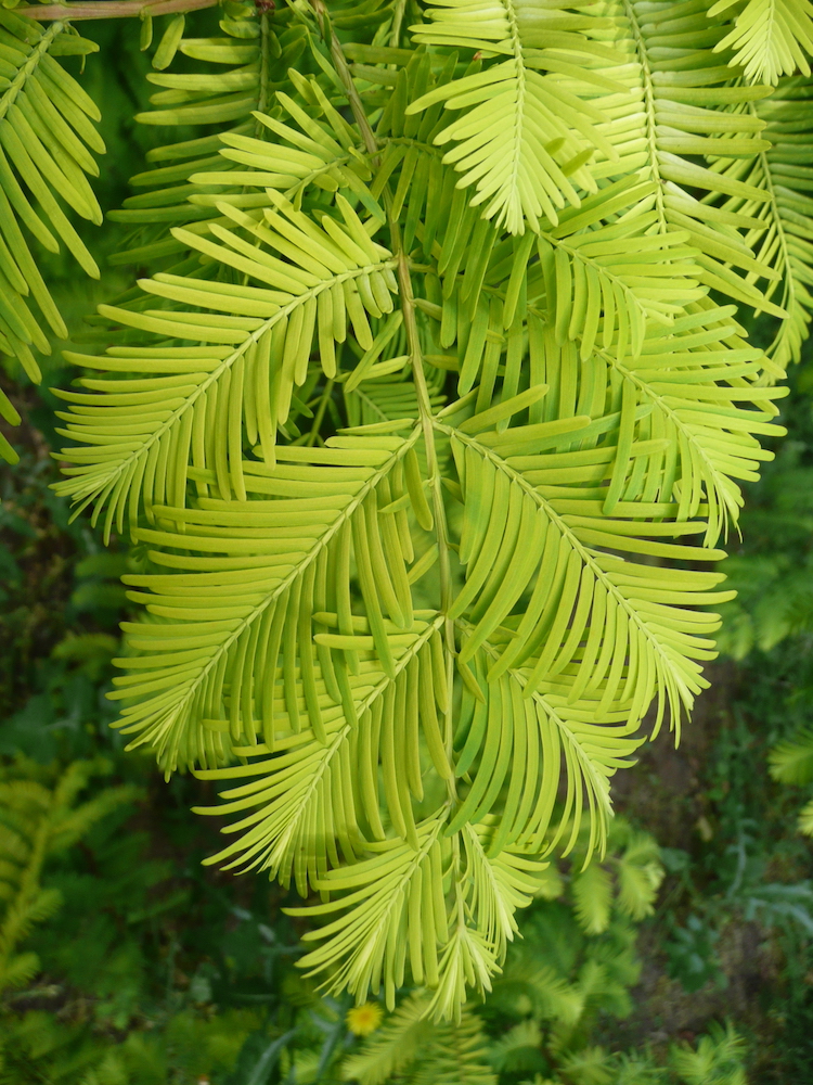 Metasequoia 'Gold Rush' leaves