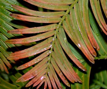 Metasequoia leaves