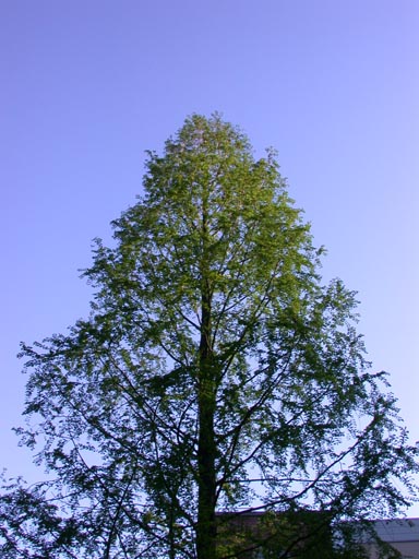 Metasequoia in Belfast Botanic Gardens