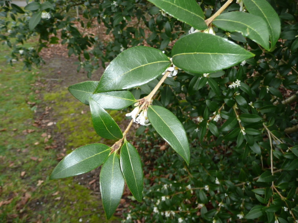 Osmanthus x burkwoodii leaves