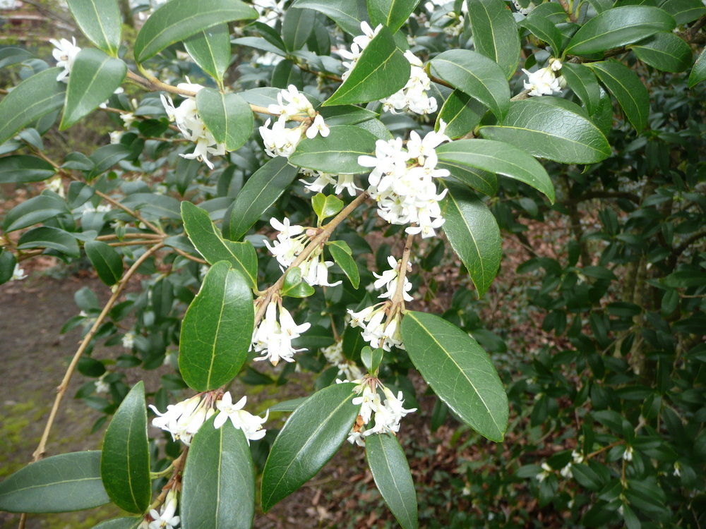 Osmanthus x burkwoodii flowers