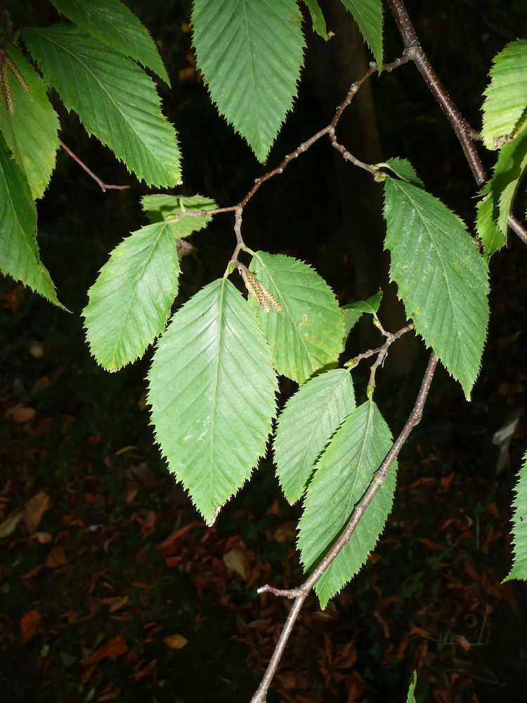 Ostrya carpinifolia leaves