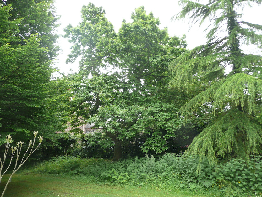 Castanea sativa in Belfast Botanic Gardens