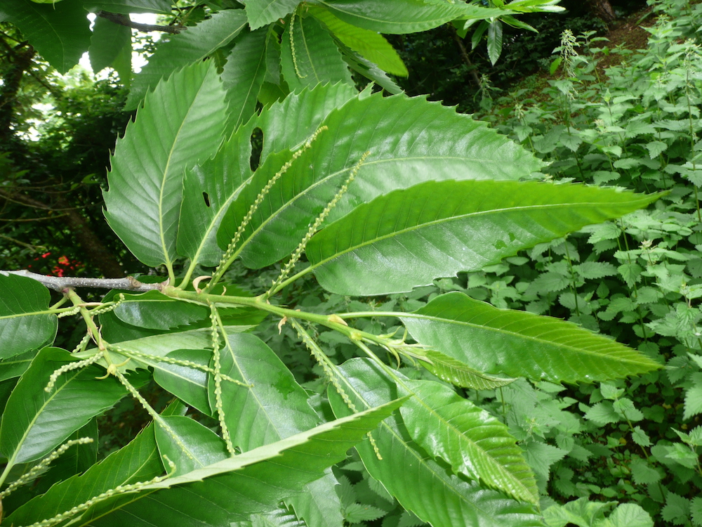 Castanea sativa leaves and male flowers