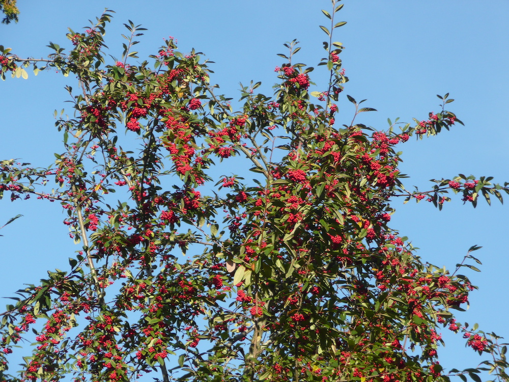 Cotoneaster frigidus branches in early winter