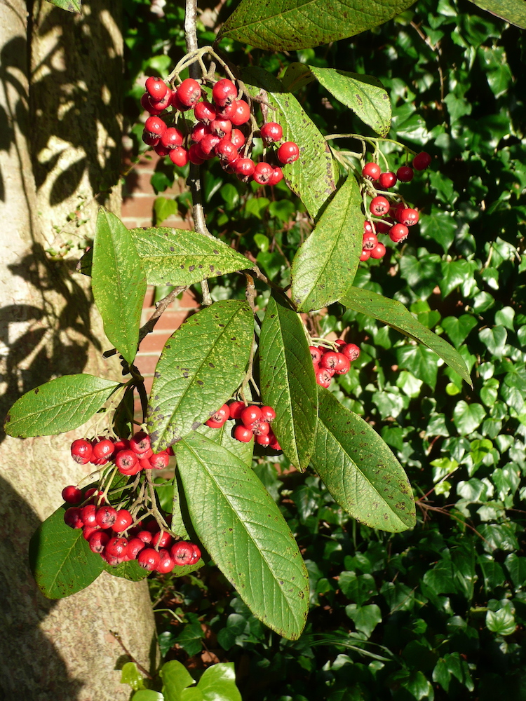 Fruiting branches of Cotoneaster frigidus