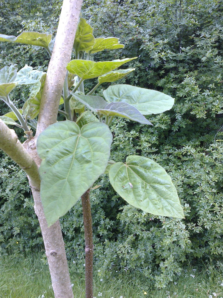 Paulownia tomentosa leaves