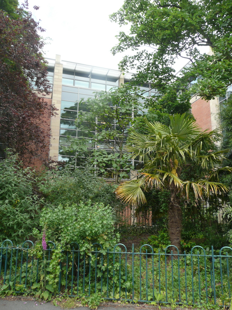 Paulownia tomentosa in Belfast Botanic Gardens