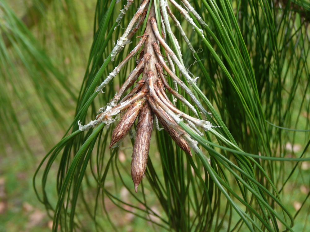 Pinus patula buds
