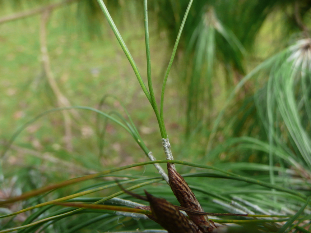 Pinus patula needles