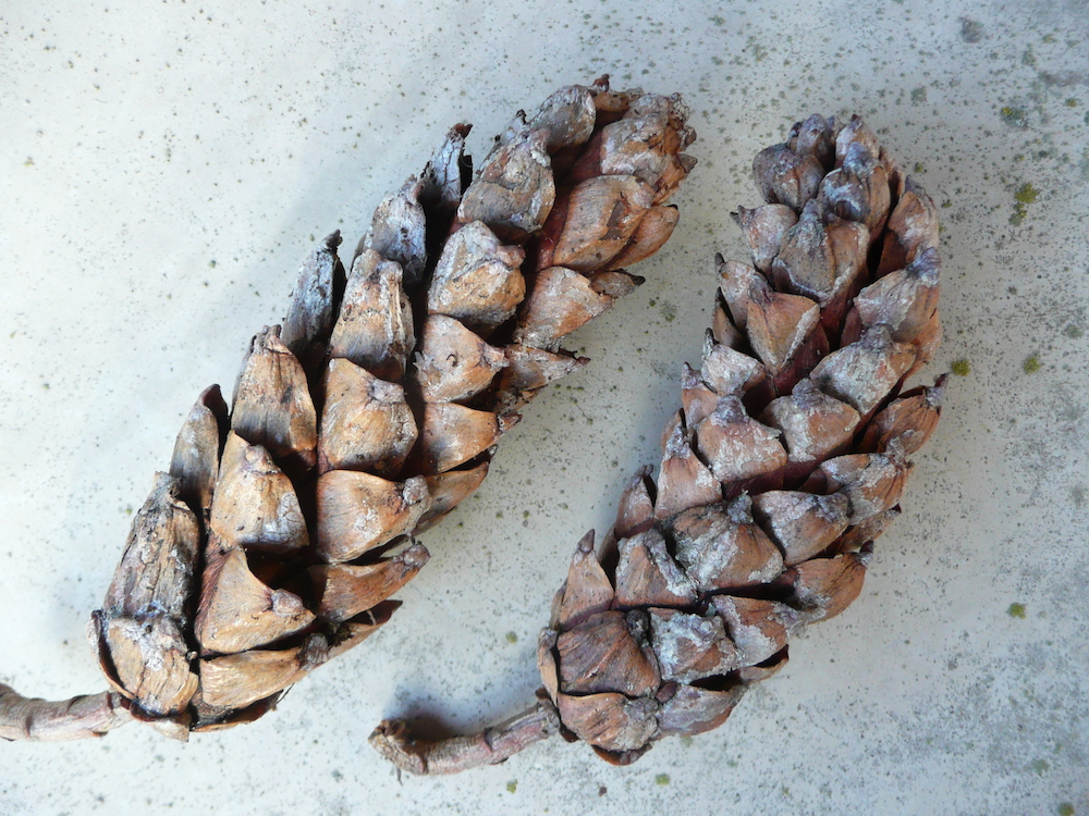 Pinus peuce cones