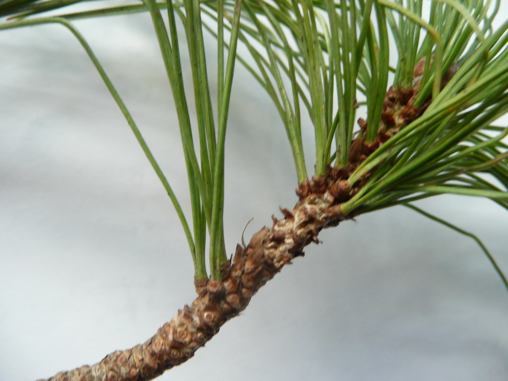 Pinus peuce needles