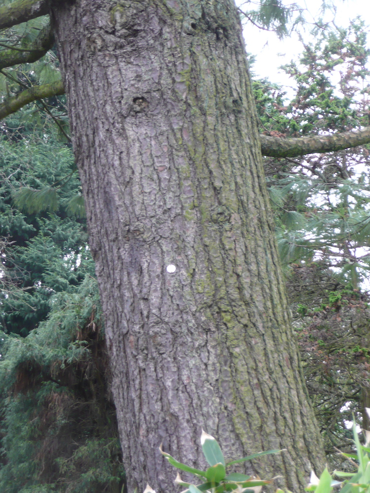Pinus peuce trunk