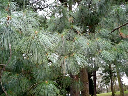 Pinus wallichiana branch