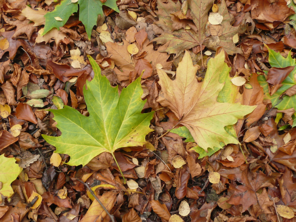Platanus orientalis leaf