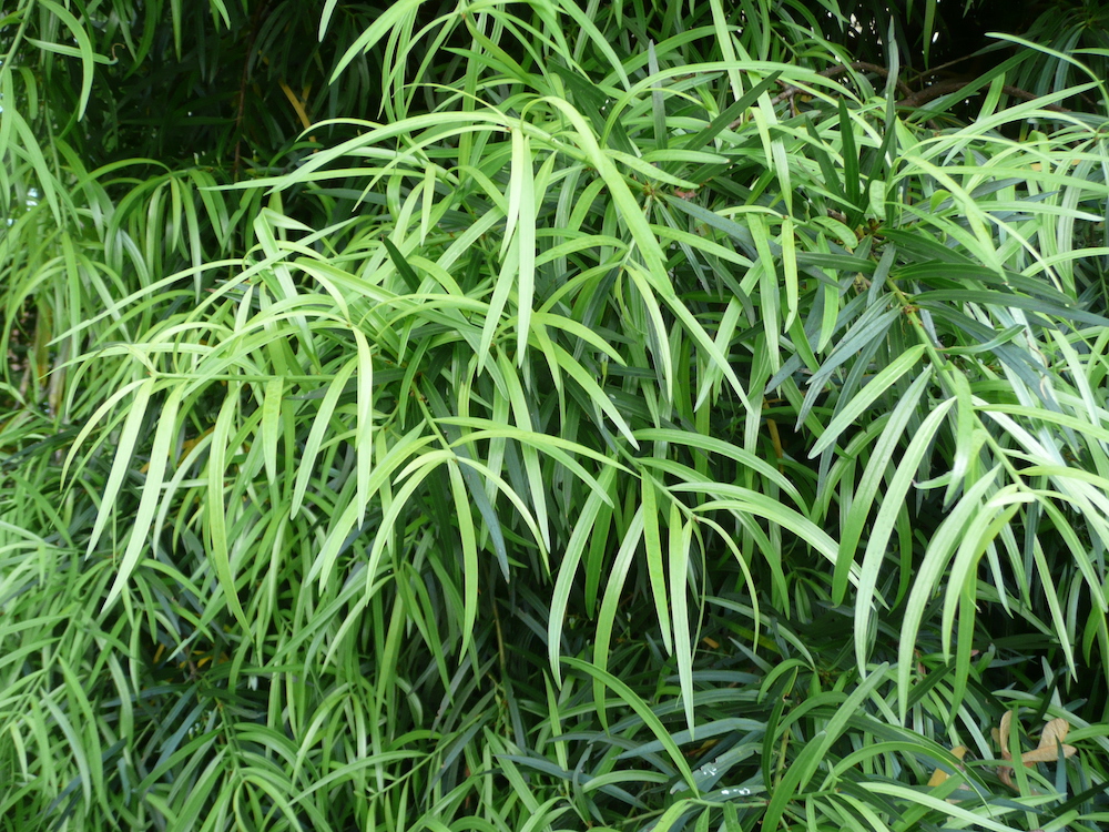 Podocarpus salignus