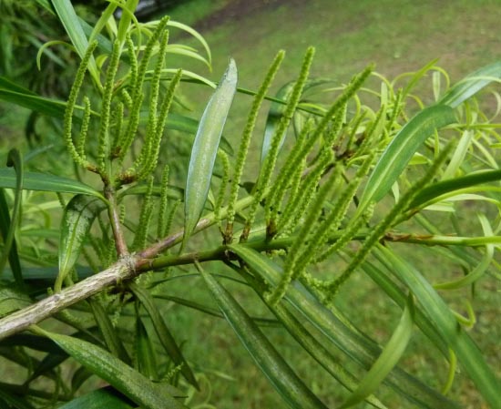 Podocarpus salignus male