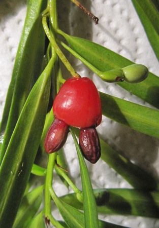 Podocarpus salignus female
