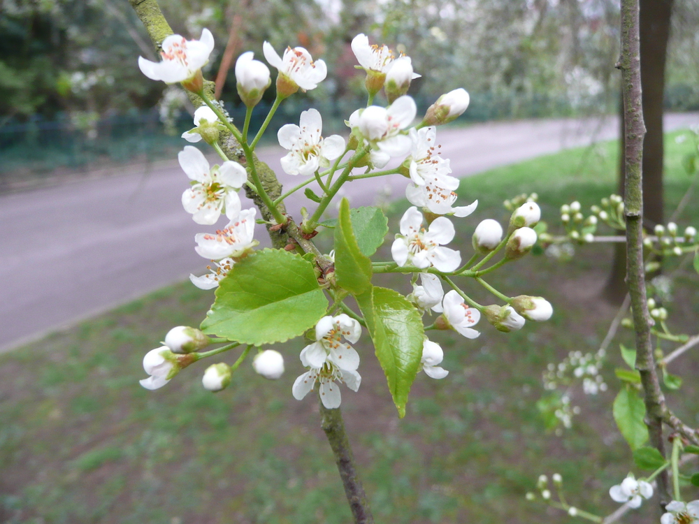 Prunus mahaleb flower