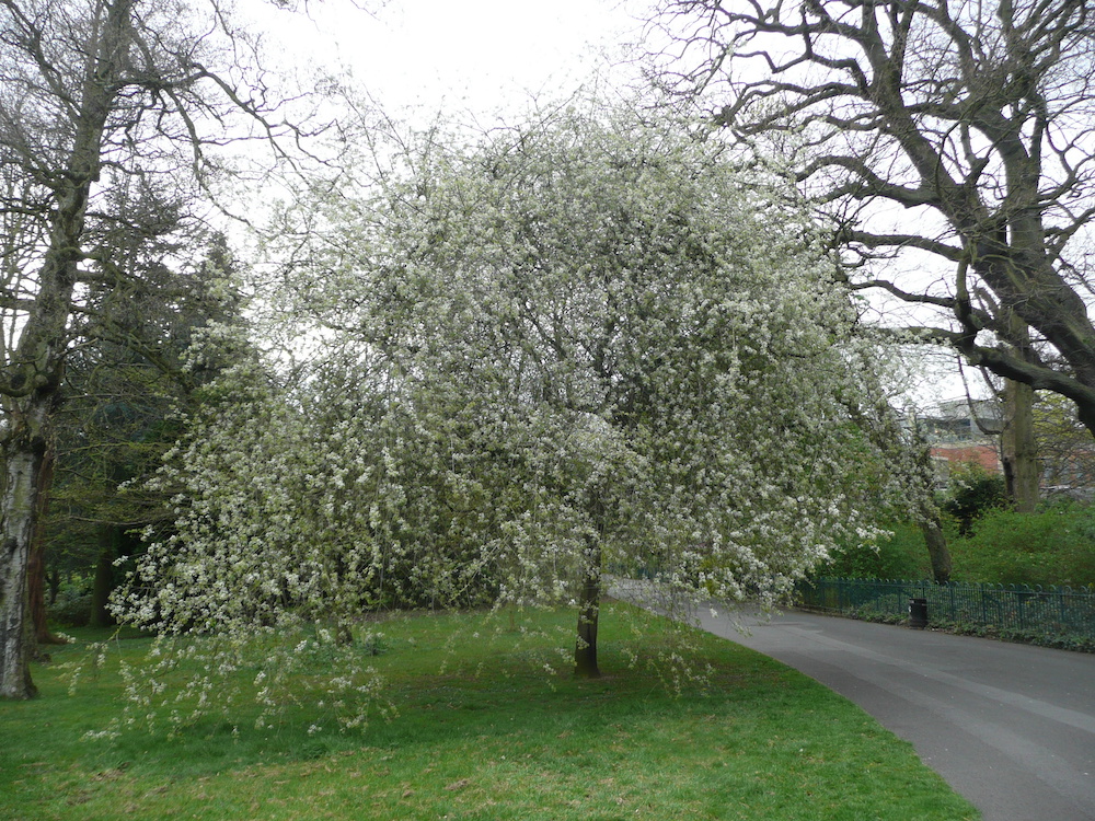 Prunus mahaleb in Belfast Botanic Gardens
