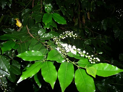Prunus lusitanica flowers and leaves