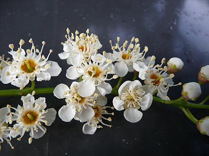 Prunus lusitanica flower detail