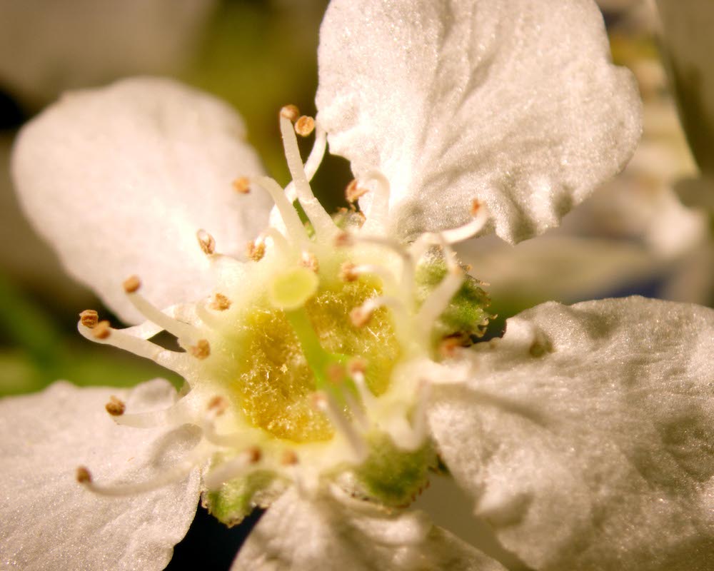 Prunus padus flower