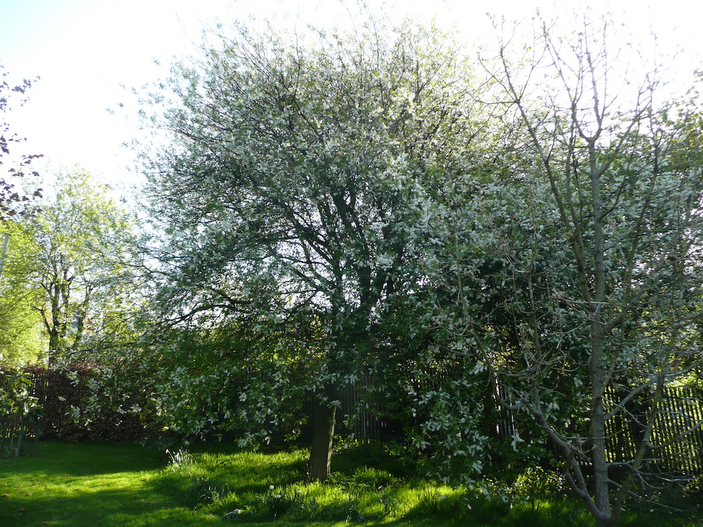 Prunus padus in Belfast Botanic Gardens