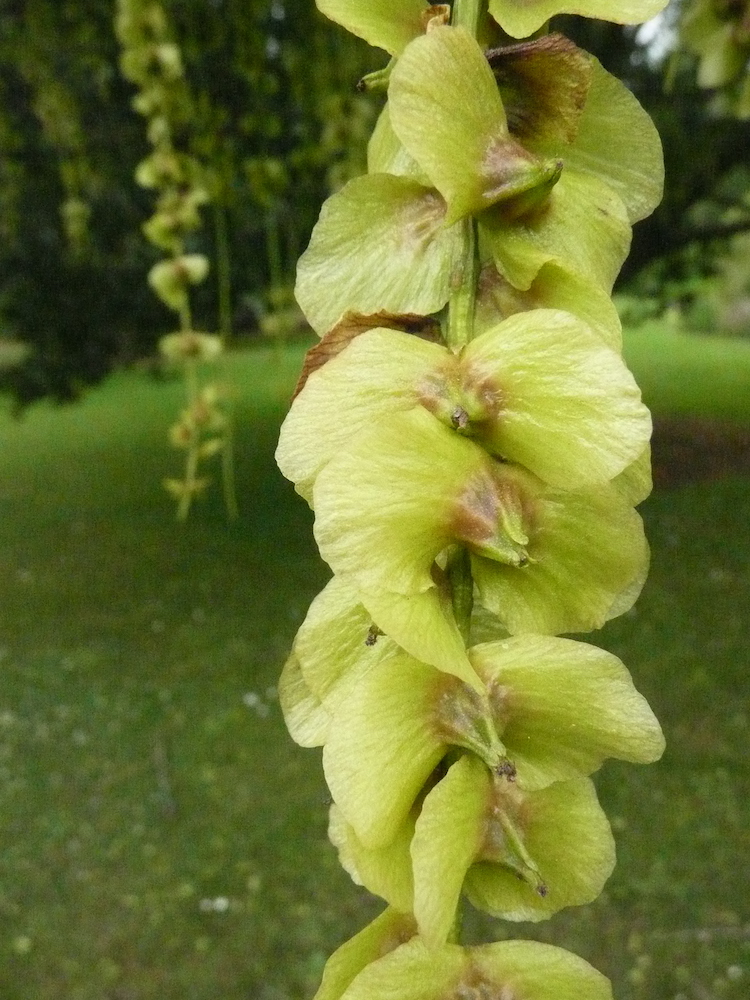 Pterocrya fraxinifolia