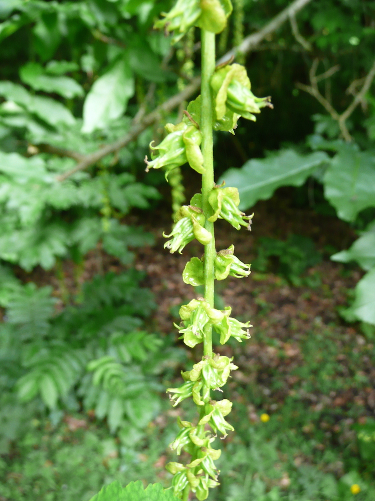 Pterocarya fraxinifolia flowers