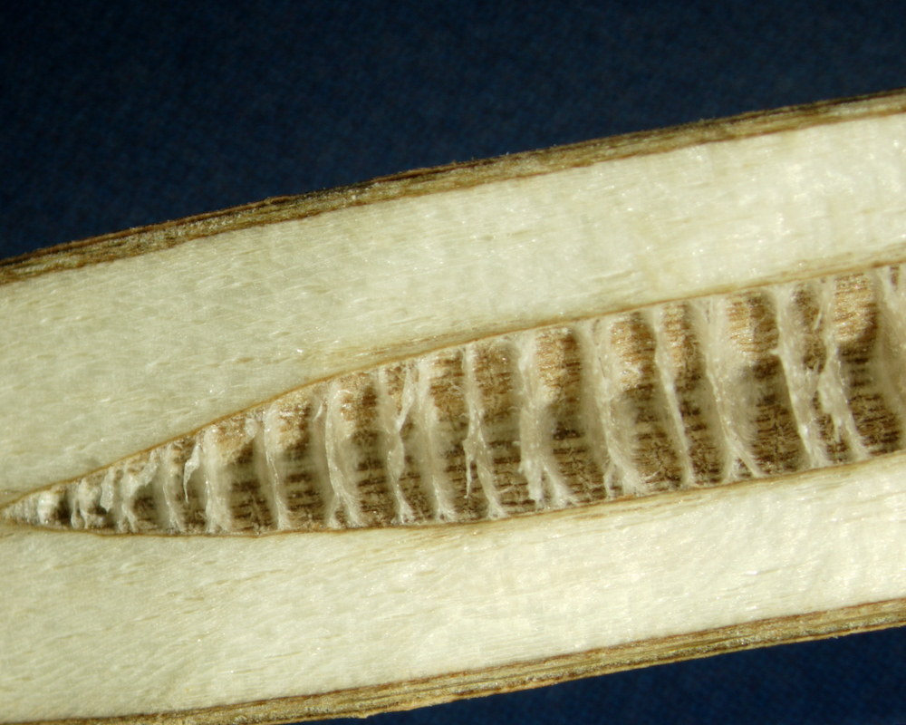 segmented pith of Pterocarya