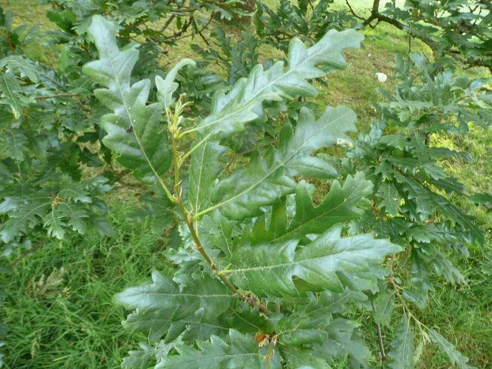 Quercus cerris leaves