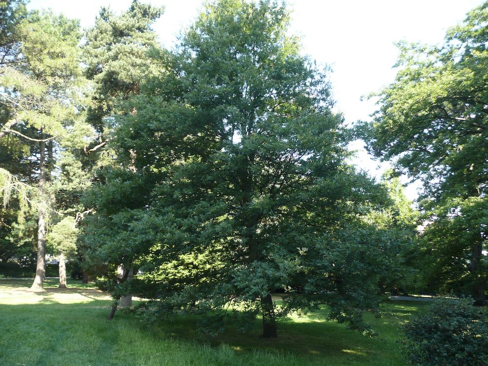 Quercus cerris in Belfast Botanic Gardens