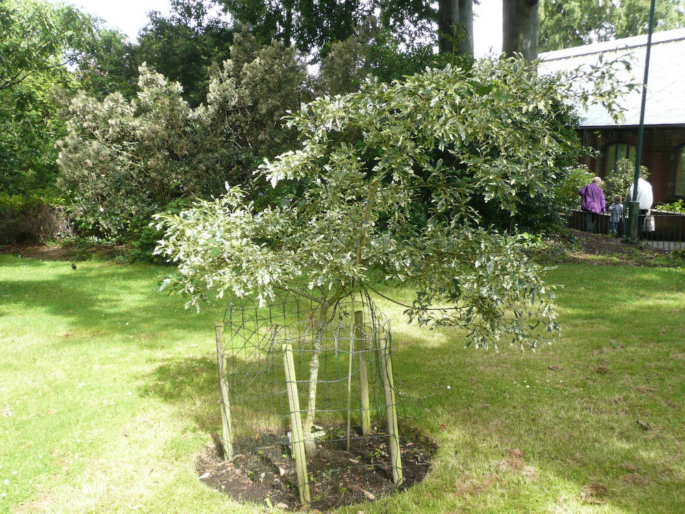 Quercus cerris argentovariegata