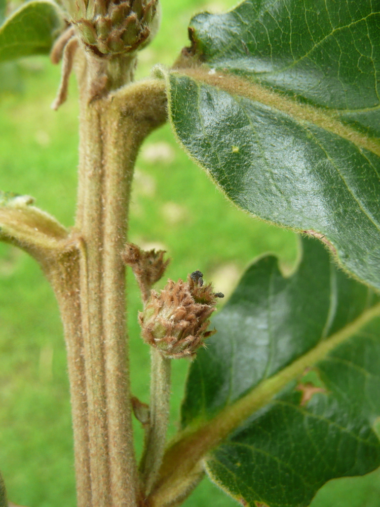 Quercus dentada stem and acorn