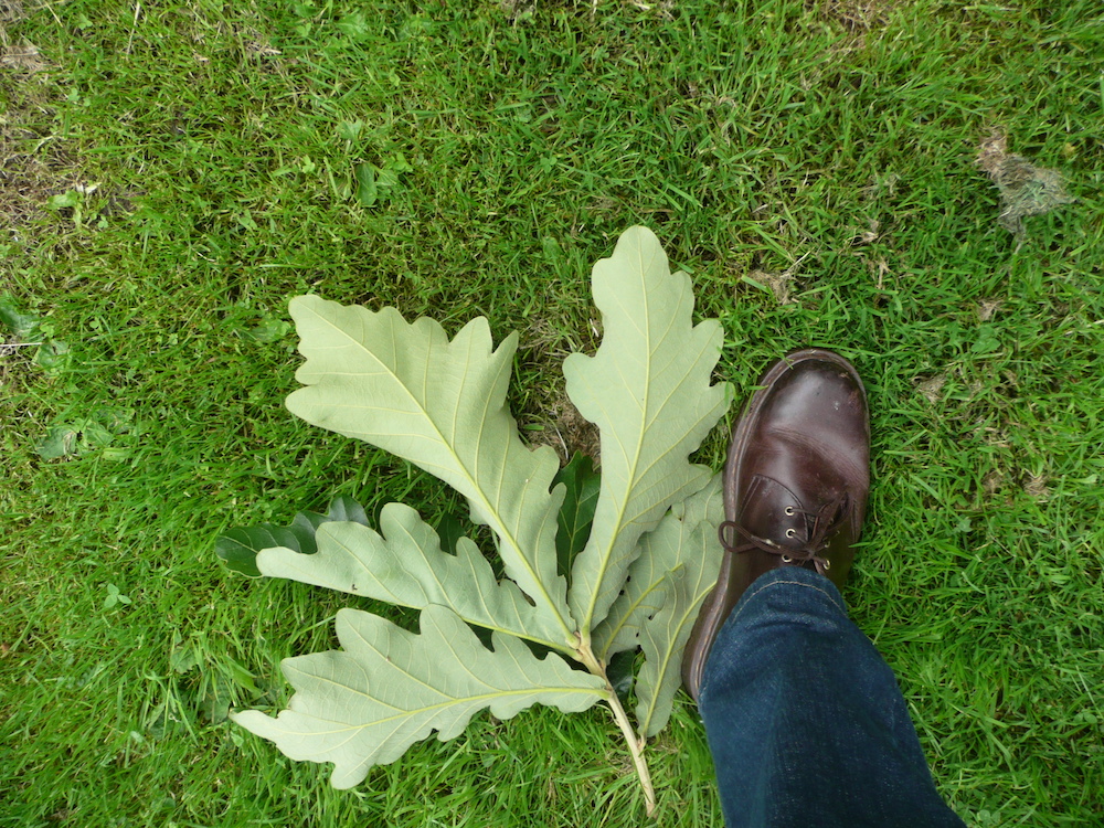 Quercus dentata leaf