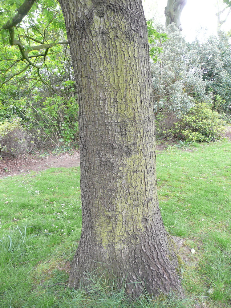 Quercus dentata bark