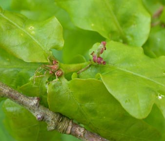 Quercus robur female flowers
