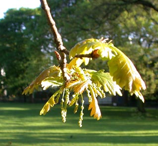 Quercus robur małe flowers