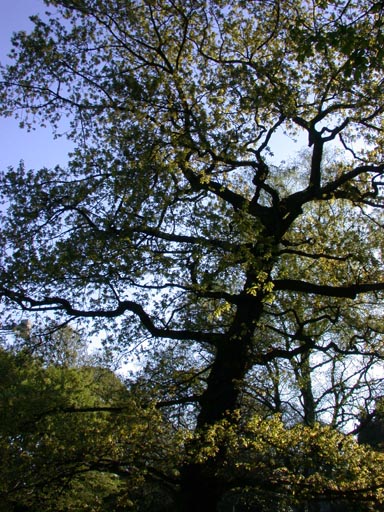 Quercus robur in Belfast Botanic Gardens