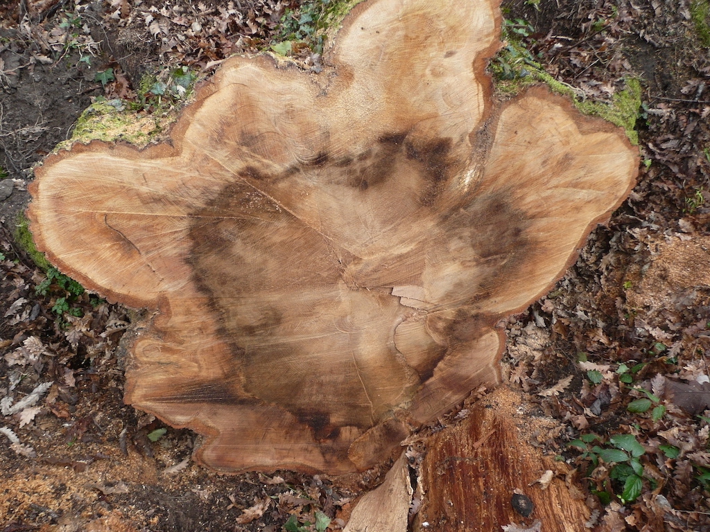 stump oak oak showing damage
