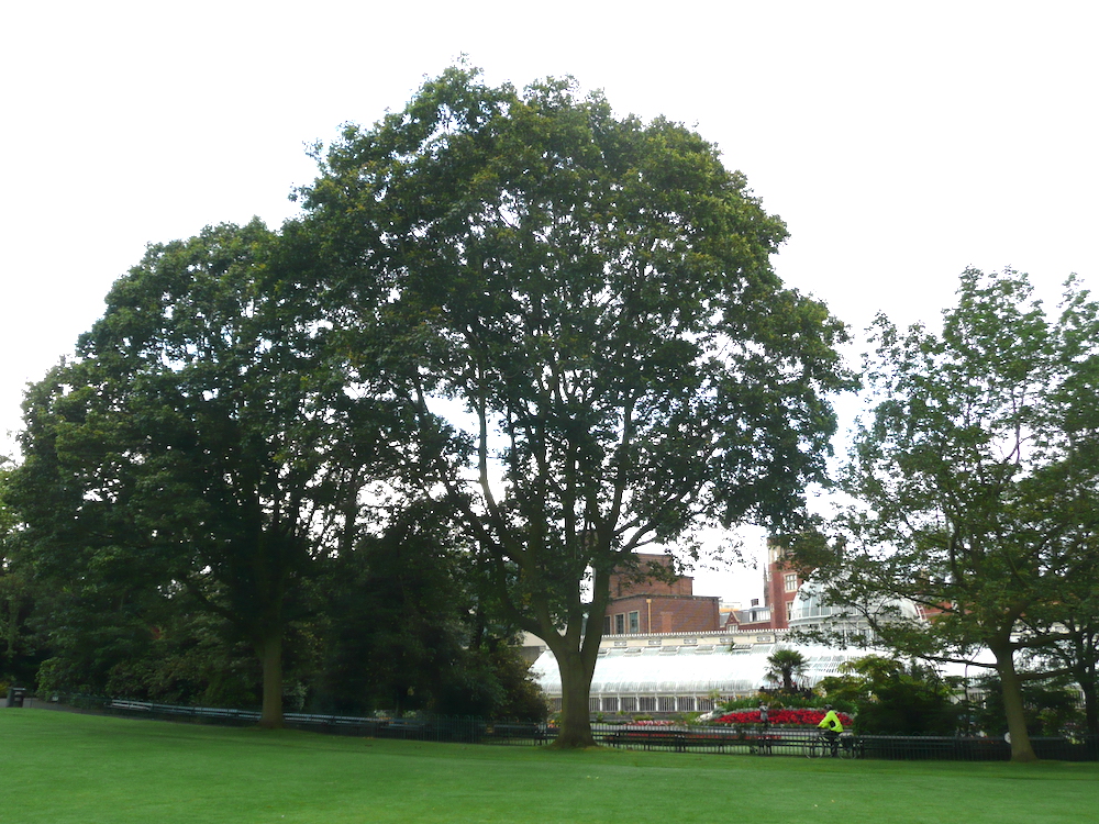 Quercus rubra in summer