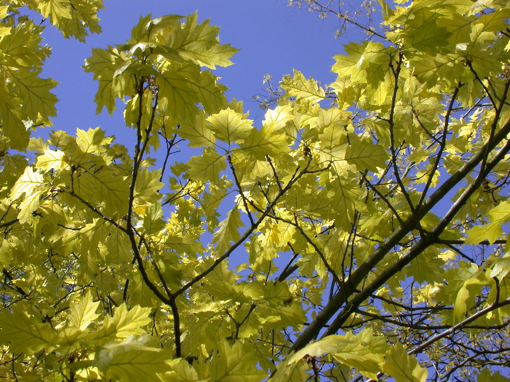 Quercus rubra 'Aurea'